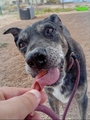 BENJI Image 1